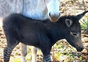 Wat kry jy as jy â€˜n donkie met â€˜n zebra kruis?